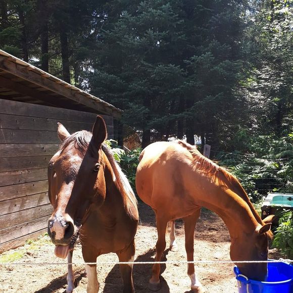 Meet your Posher, Katrina - Picture 1 of 1